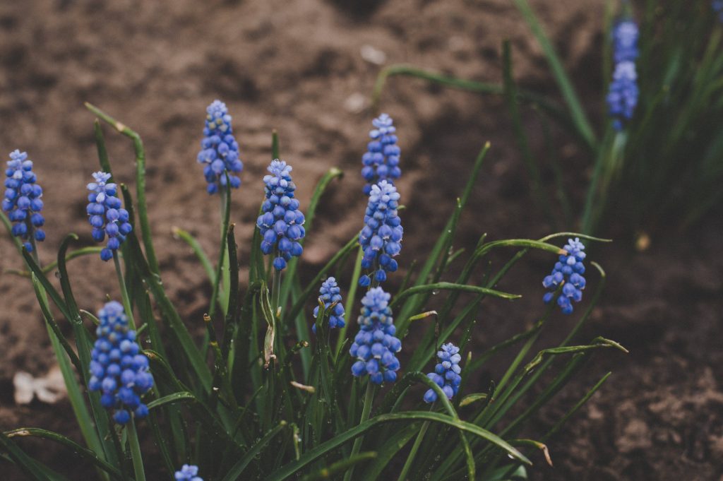 Close-up of vibrant blue Grape Hyacinth flowers blooming from rich soil in soft natural light Wallpaper