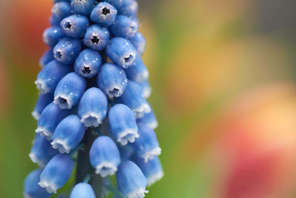 Vibrant Blue Grape Hyacinth Wallpaper: Captivating Macro Background