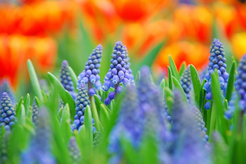Vibrant Blue Grape Hyacinths on Colorful Orange-Red Background Wallpaper