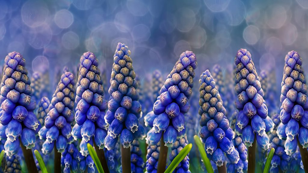 Close-up of blooming blue grape hyacinths Muscari with soft bokeh background spring wallpaper