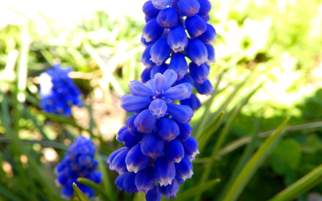 Macro photo of blue Grape Hyacinths Muscari in sunlight with white-rimmed petals and green background Wallpaper