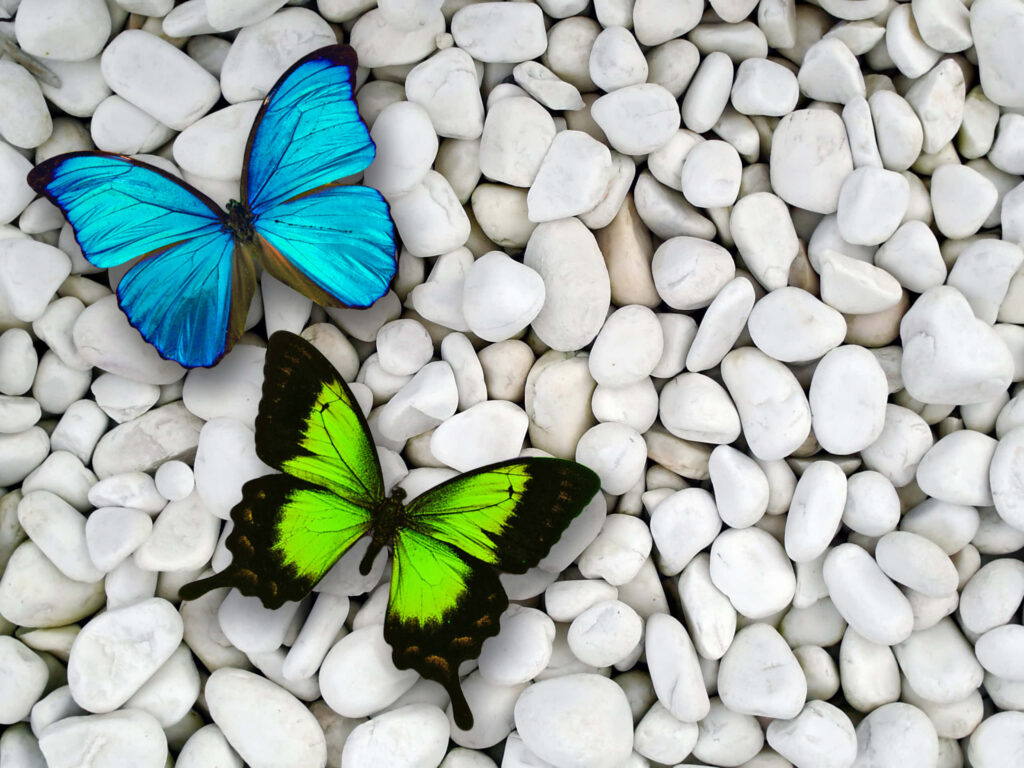 Serene Wallpaper: Blue & Green Butterflies on White Pebbles Background