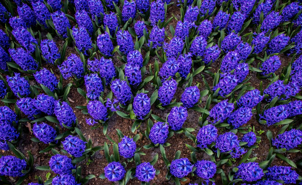 Top view blue hyacinth flowers dense clusters blooming in rich dark soil spring garden wallpaper