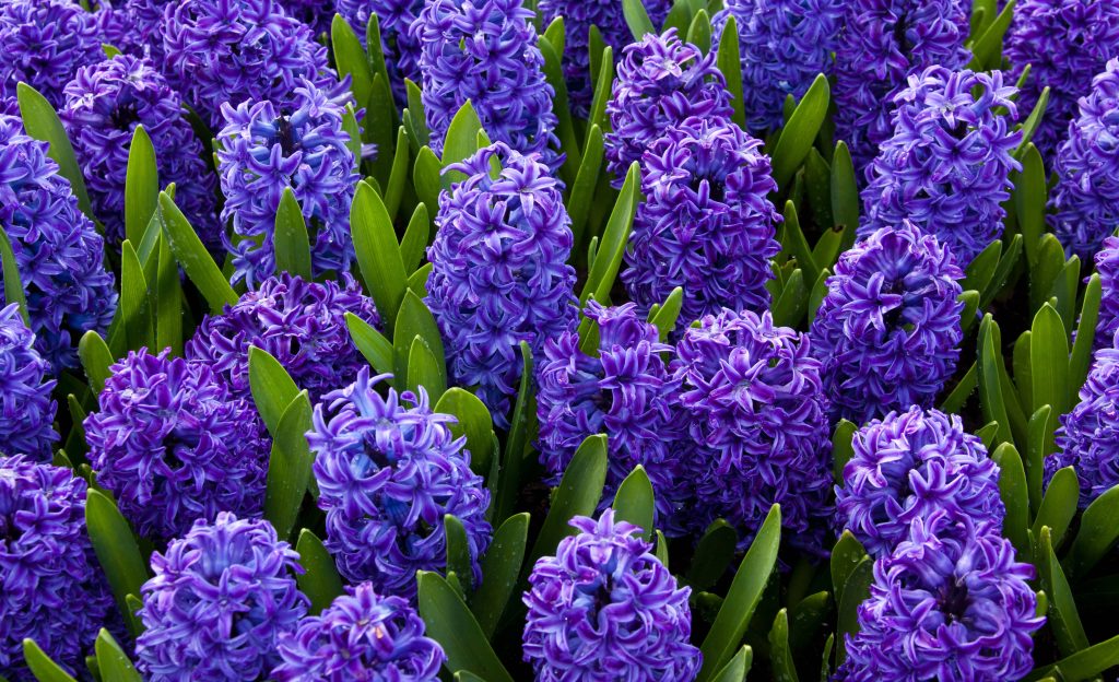 Vibrant blue hyacinth flowers with lush green leaves brightening a spring nature wallpaper background