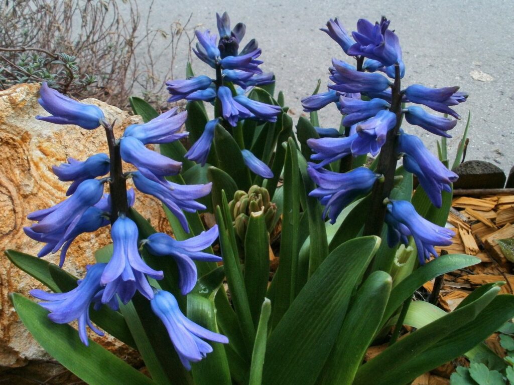 Vibrant Blue Hyacinths with Green Foliage and Stone Background Wallpaper