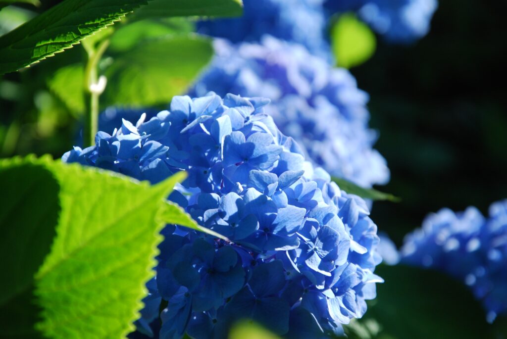 Blue Hydrangea Wallpaper: Close-Up of Delicate Flowers & Lush Green Leaves