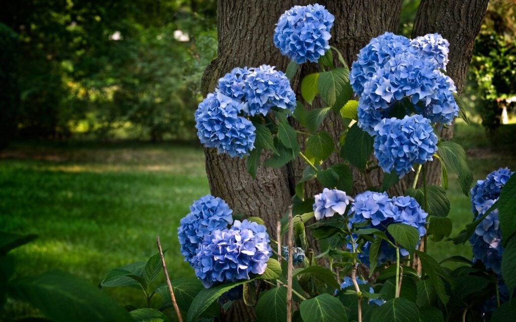 Vibrant Blue Hydrangeas Blooming Against a Tree in Serene Park Wallpaper