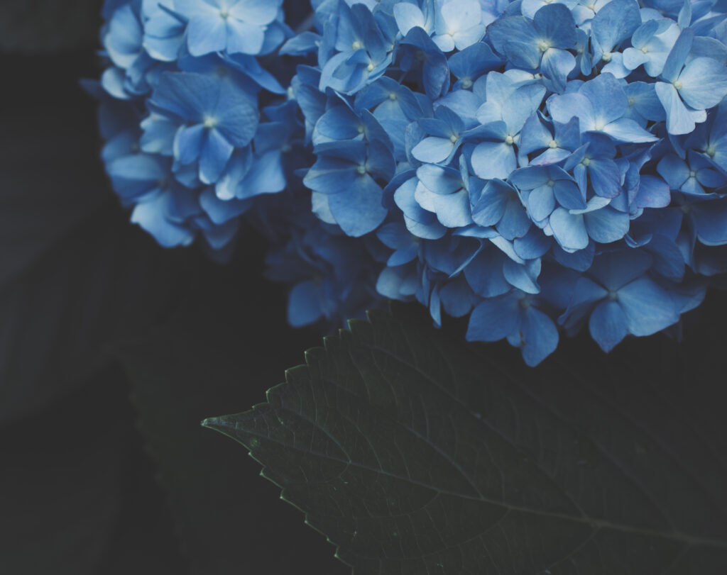 Vibrant Blue Hydrangea Flowers Close-Up Wallpaper with Dark Green Leaves