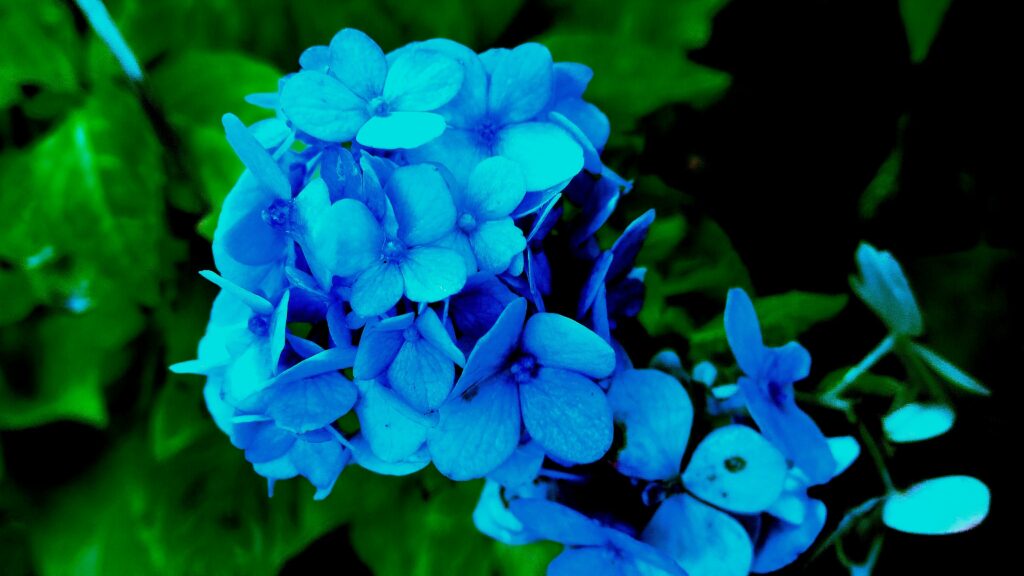 Vibrant Blue Hydrangea Close-Up Wallpaper for Beautiful Nature Background