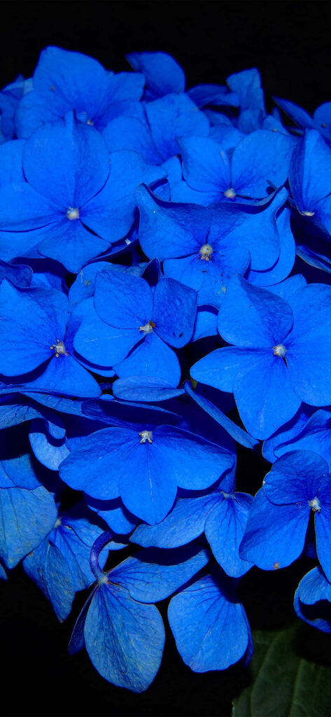 Vibrant Blue Hydrangea Wallpaper with Intricate Petals on Dark Background