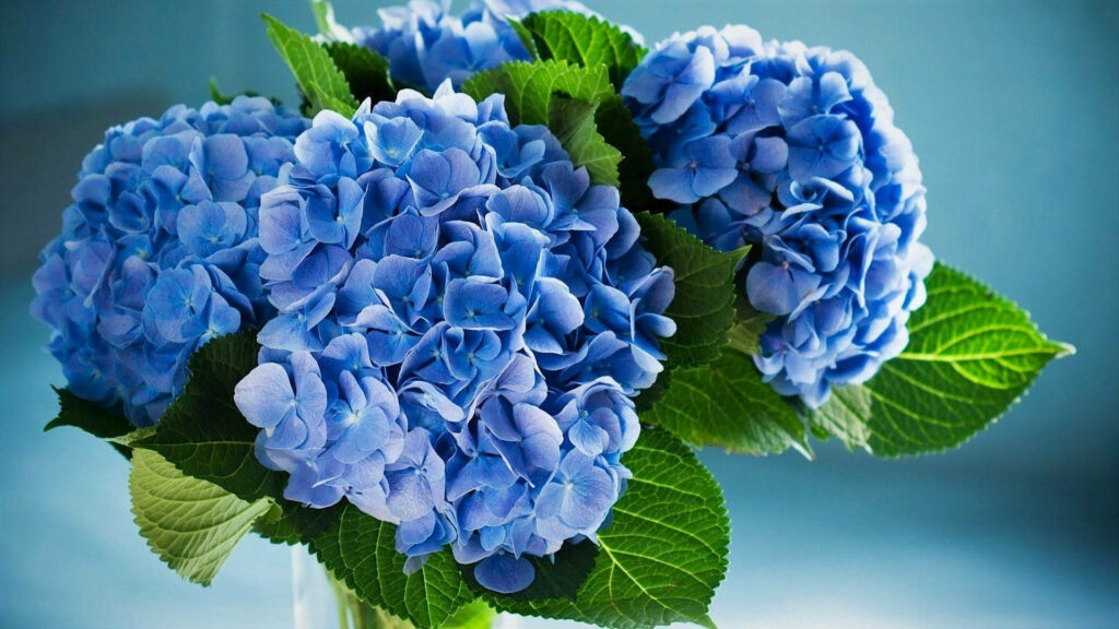 Vibrant Blue Hydrangeas & Green Leaves on Soft Blue Background Wallpaper