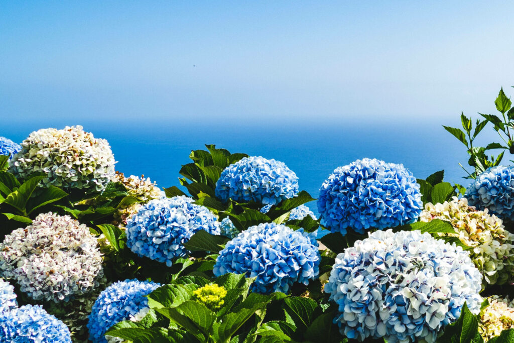Vibrant Blue Hydrangeas and Serene Coastal Sea Background Wallpaper