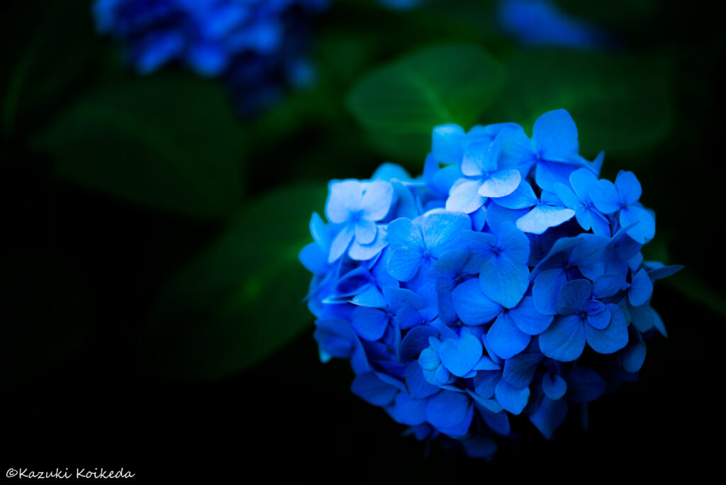 Stunning Close-Up of Vibrant Blue Hydrangeas on Dark Background Wallpaper