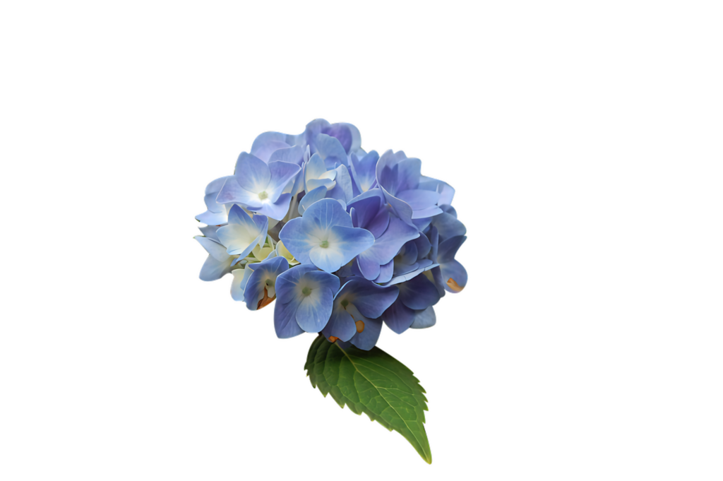 Vibrant Blue Hydrangea Bloom on Gray Background - Stunning Wallpaper