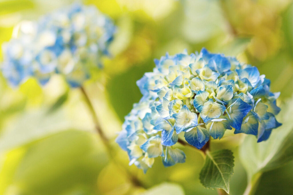 Vibrant Blue Hydrangeas on Soft Green Background - Serene Wallpaper