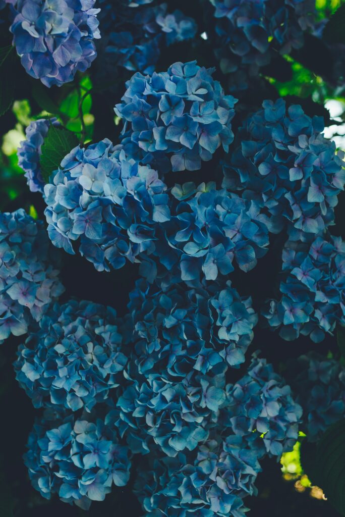 Vibrant Blue Hydrangea Wallpaper: Soft Petals on Lush Green Background
