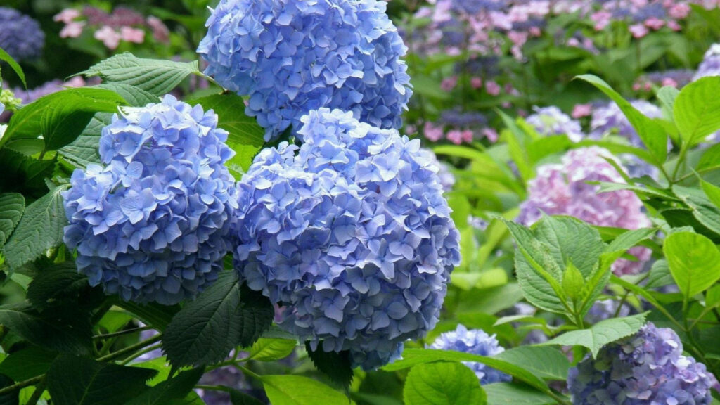 Soft Blue Hydrangea Wallpaper: Serene Floral Background