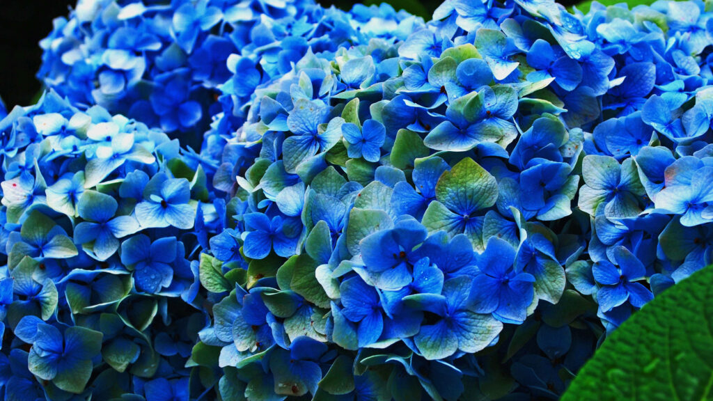 Vibrant Blue Hydrangea Wallpaper: Lush Floral Background