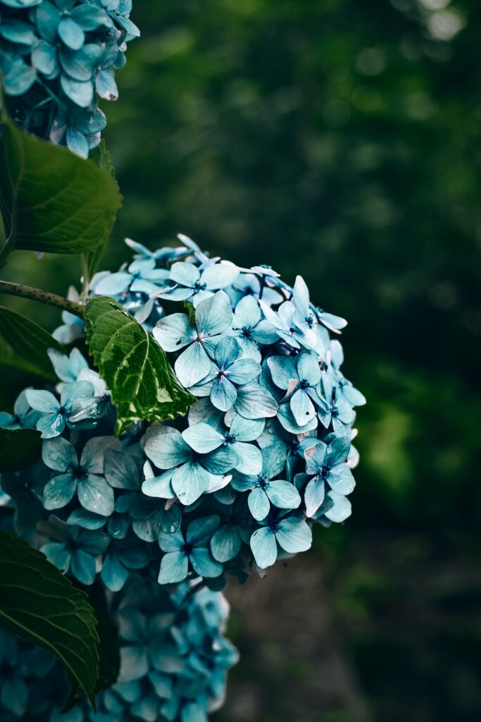 Vibrant Blue Hydrangea Wallpaper with Lush Green Background