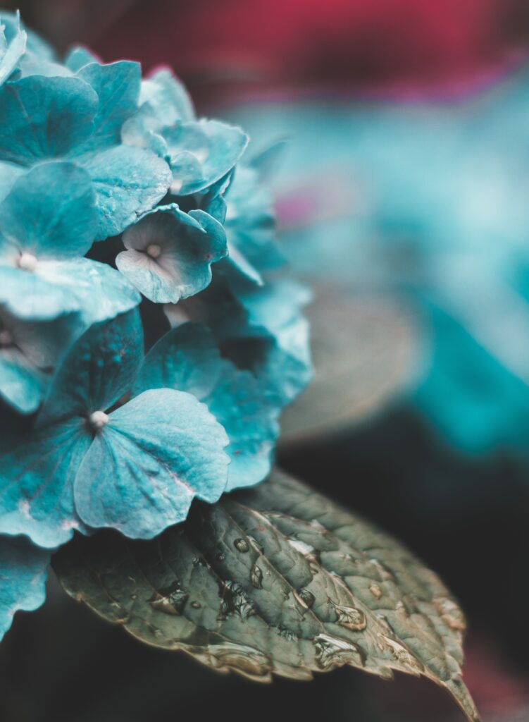 Vibrant Blue Hydrangea Wallpaper with Dewy Leaves - Close-Up Background