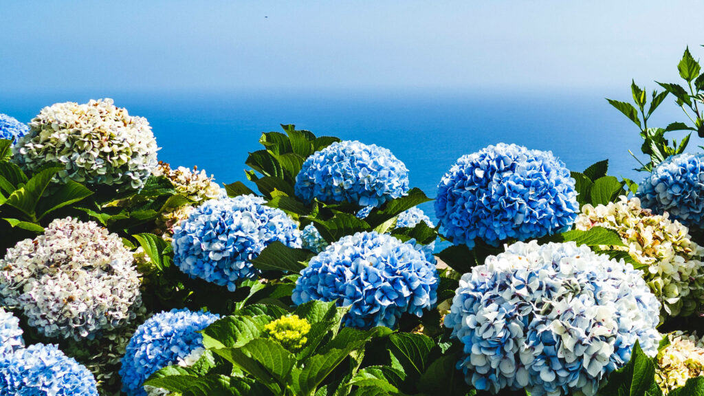 Vibrant Blue Hydrangeas Wallpaper: Serene Sea and Sky Background
