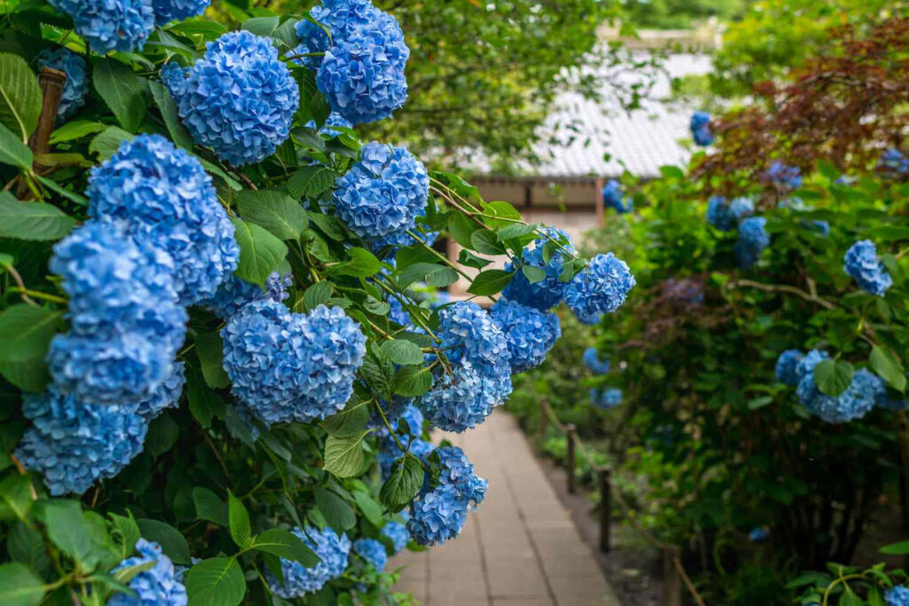 Serene Garden Pathway with Vibrant Blue Hydrangeas Wallpaper
