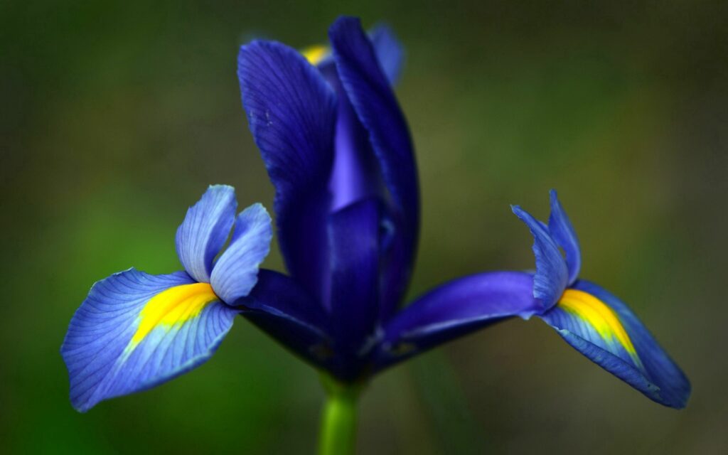 Stunning Iris Flower Close-Up: Vibrant Blue & Yellow Wallpaper Background
