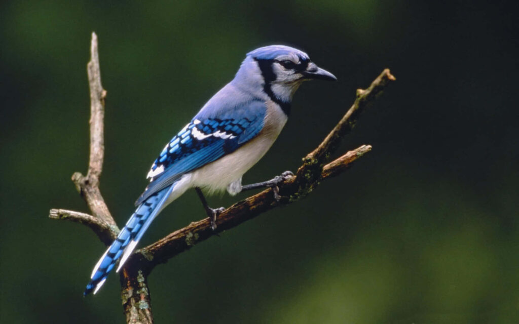 Blue Jay on Branch: Vibrant Feathers Against Serene Green Background Wallpaper