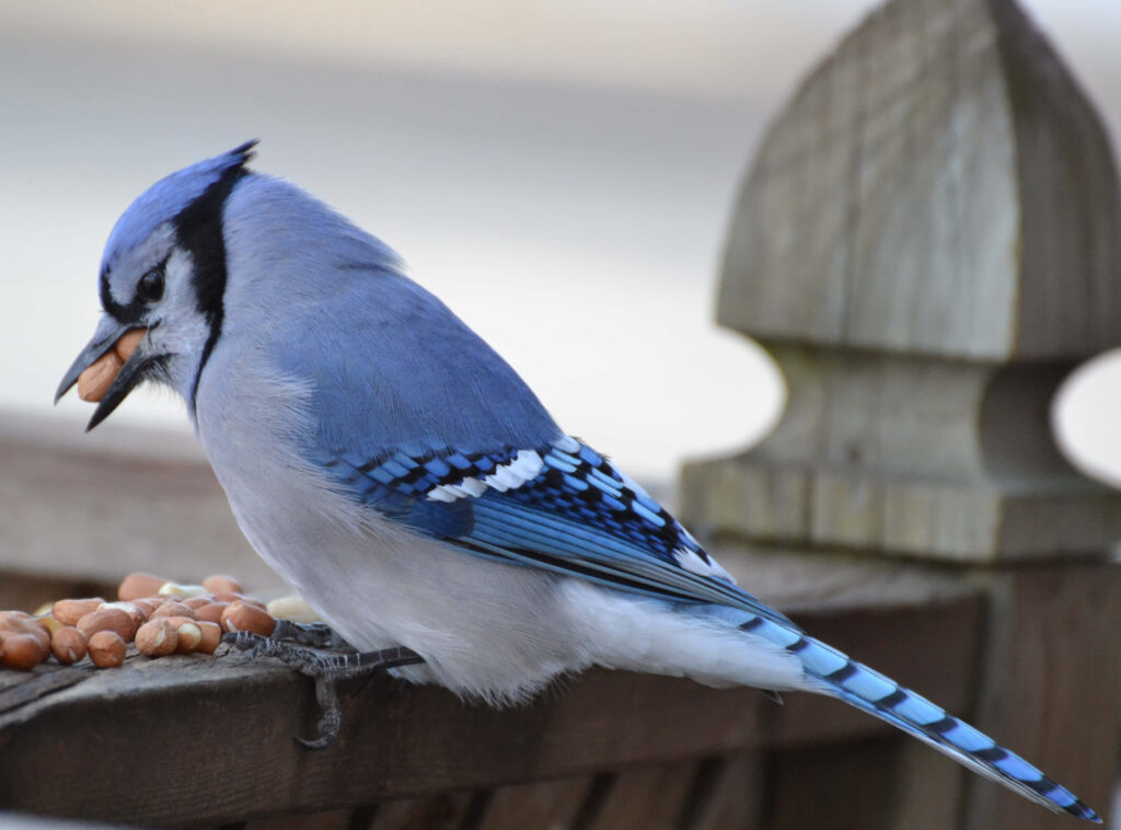 Vibrant Blue Jay Perched on Wood with Scattered Nuts - Nature's Beauty Wallpaper