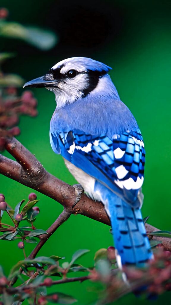 Vibrant Blue Jay Background: Nature's Serenity with Berry Twigs Wallpaper