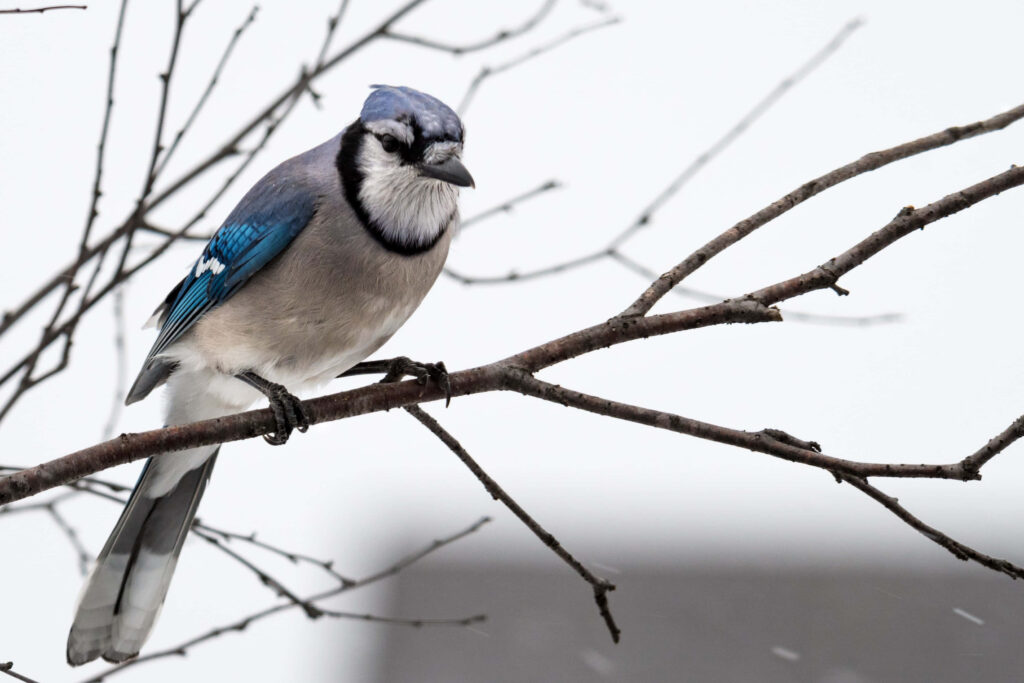 Vibrant Blue Jay on Bare Branch - Serene Nature Wallpaper