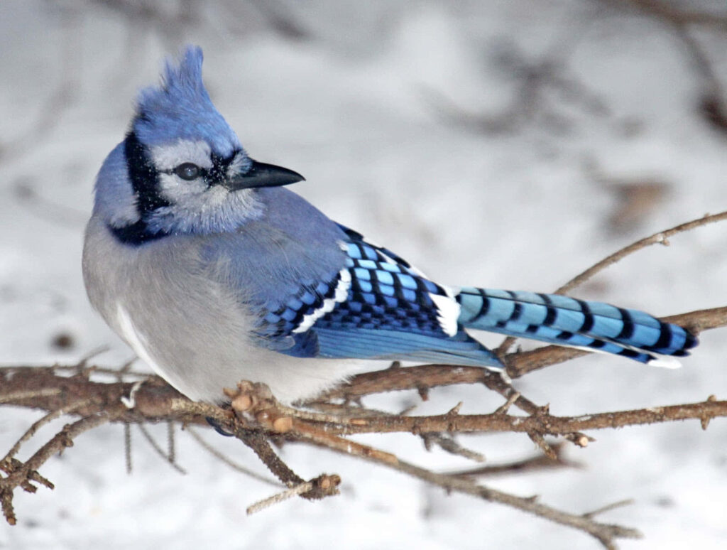 Vibrant Blue Jay on Branch: Snowy Nature Wallpaper Background