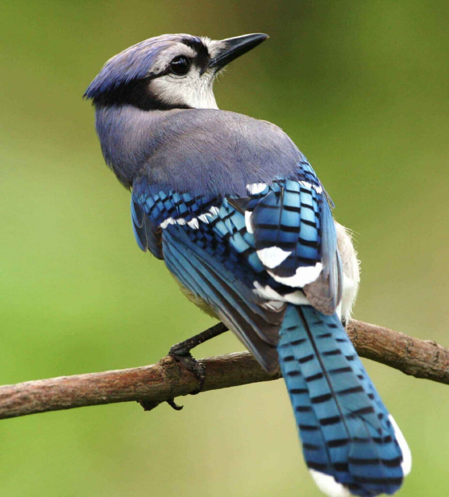 Vibrant Blue Jay on Birch Branch: Serene Nature Wallpaper