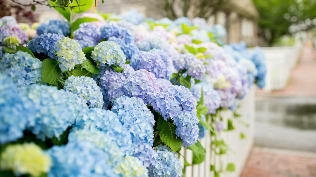 Vibrant Blue & Lavender Hydrangeas Wallpaper against White Fence