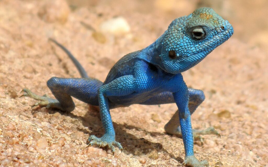 Vibrant Blue Lizard Wallpaper: Stunning 1920x1200 Natural Background