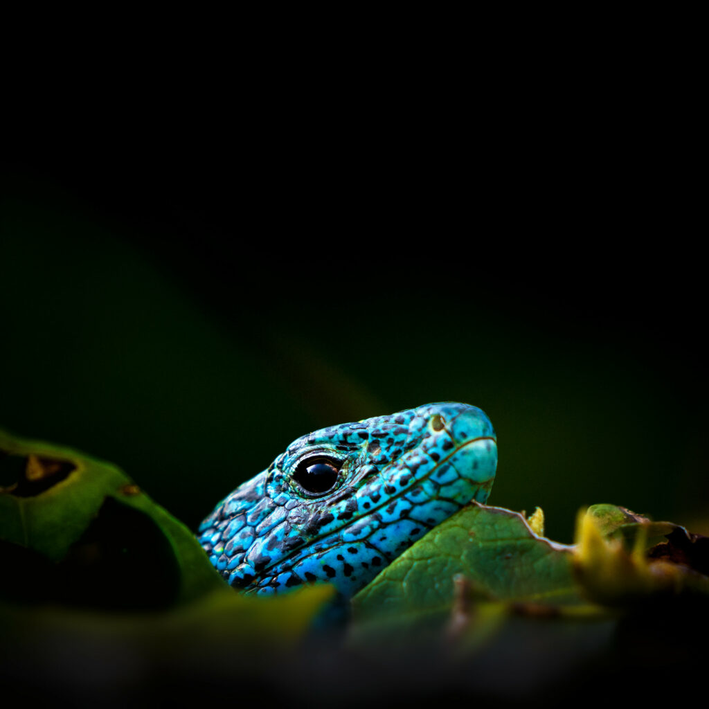 Vibrant Blue Lizard Close-Up on Black with Green Leaves Background Wallpaper