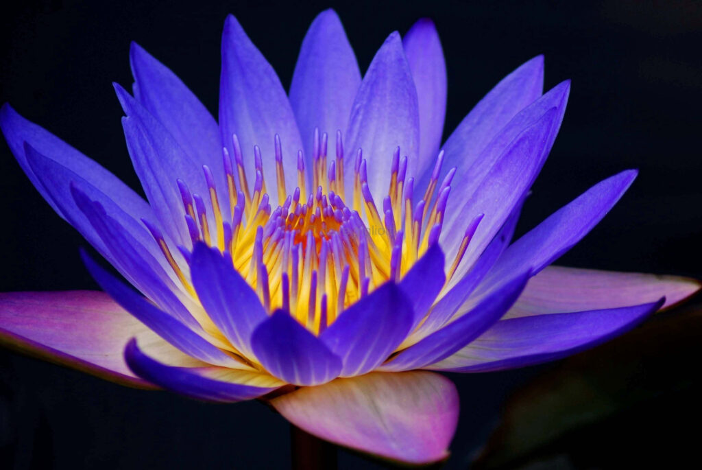 Vibrant Blue Lotus Flower Wallpaper on Dark Background