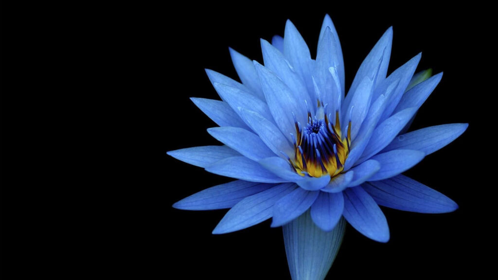 Vibrant Blue Lotus Flower on Black Background: Serenity and Beauty Wallpaper