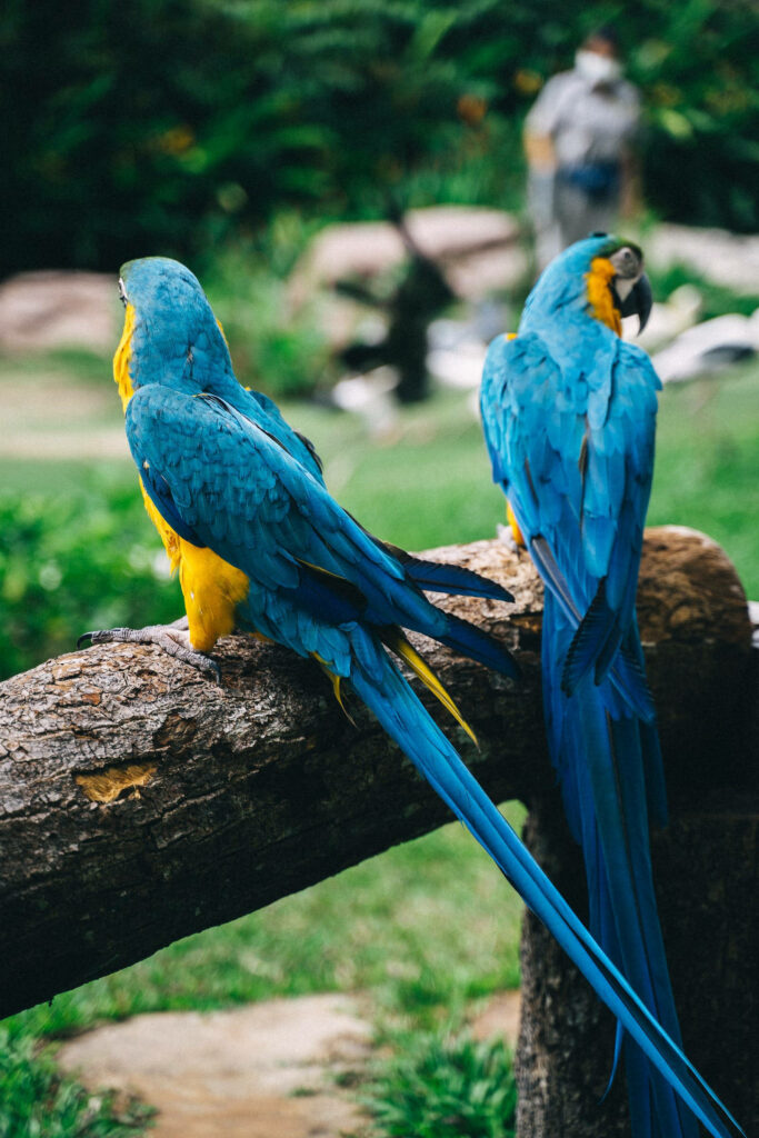 Vibrant Blue Macaw Parrots on Rustic Branch in Lush Green Background Wallpaper
