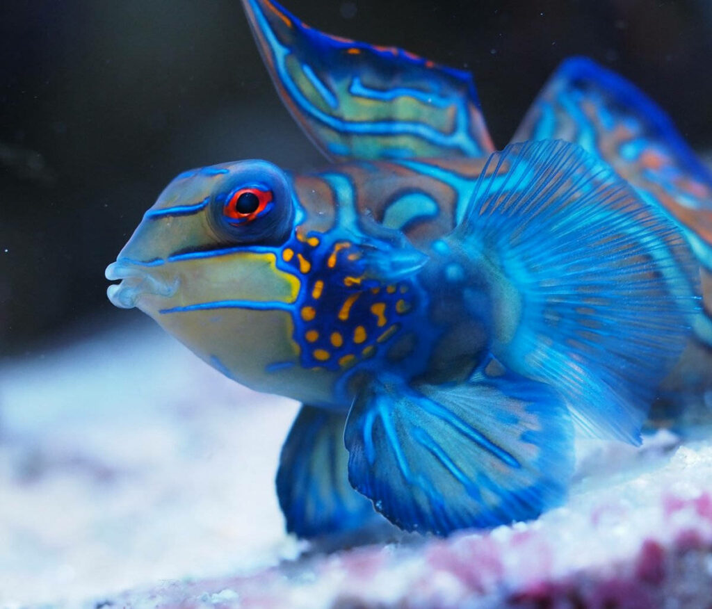 Vibrant Blue Mandarin Fish Wallpaper - Stunning Ocean Background