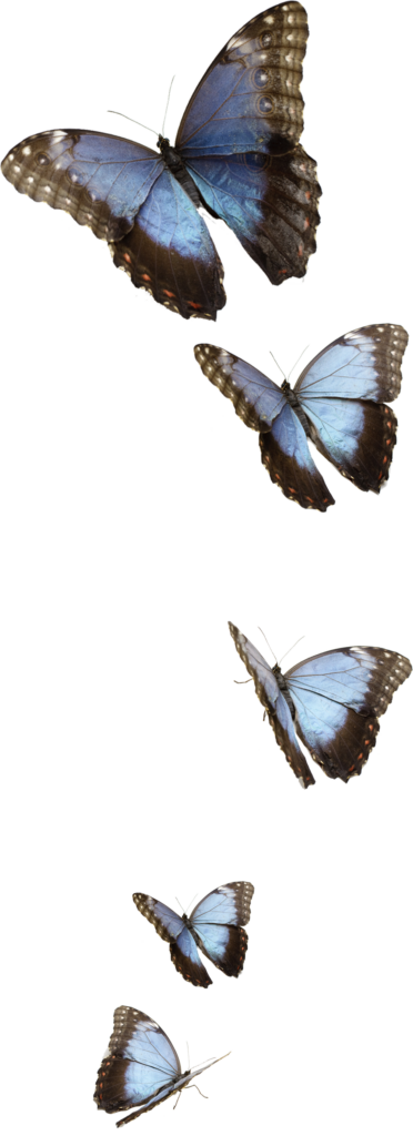 Vibrant Blue Morpho Butterfly Wallpaper Background | Elegant Design