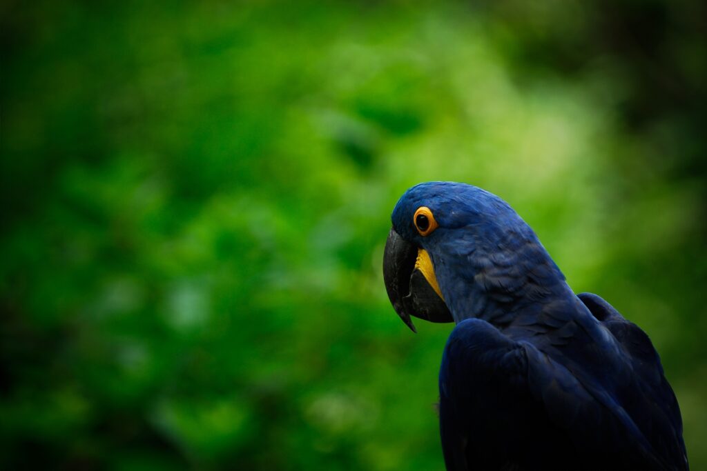 Vibrant Parrot with Blue Plumage Against Lush Green Background Wallpaper