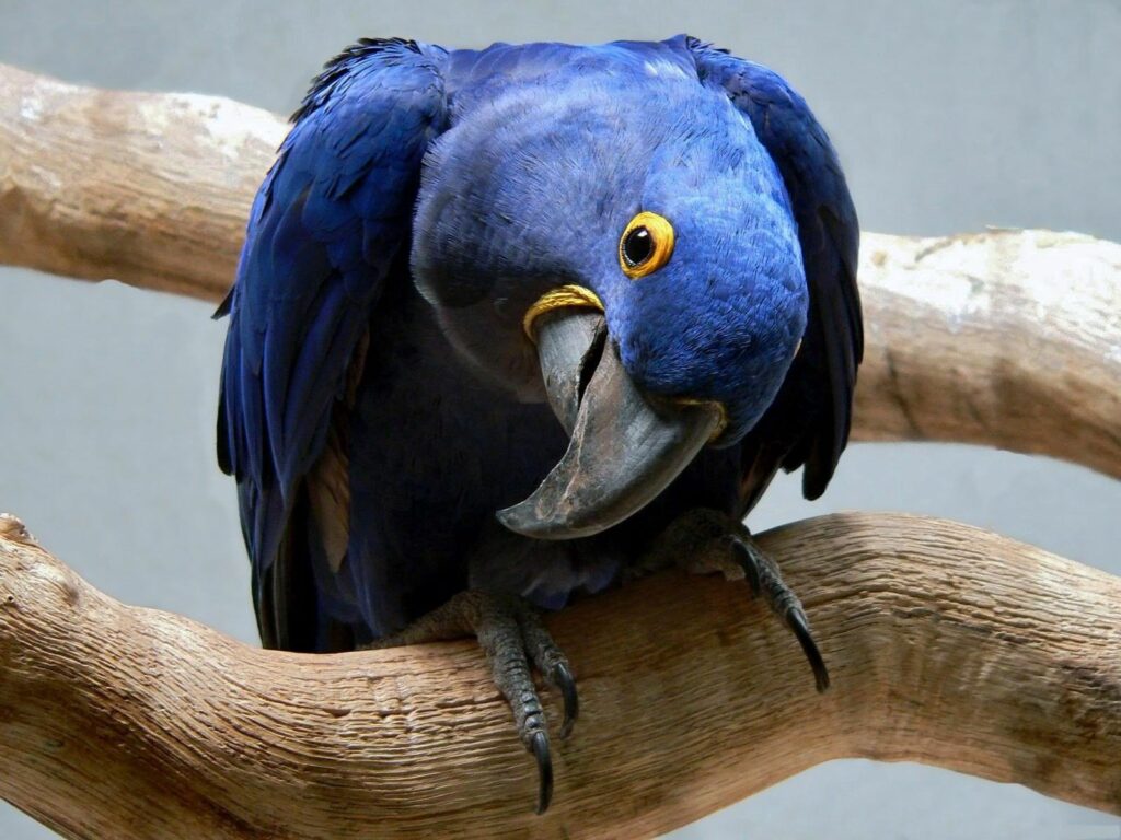 Vibrant Blue Parrot Wallpaper: Captivating Nature & Colorful Details