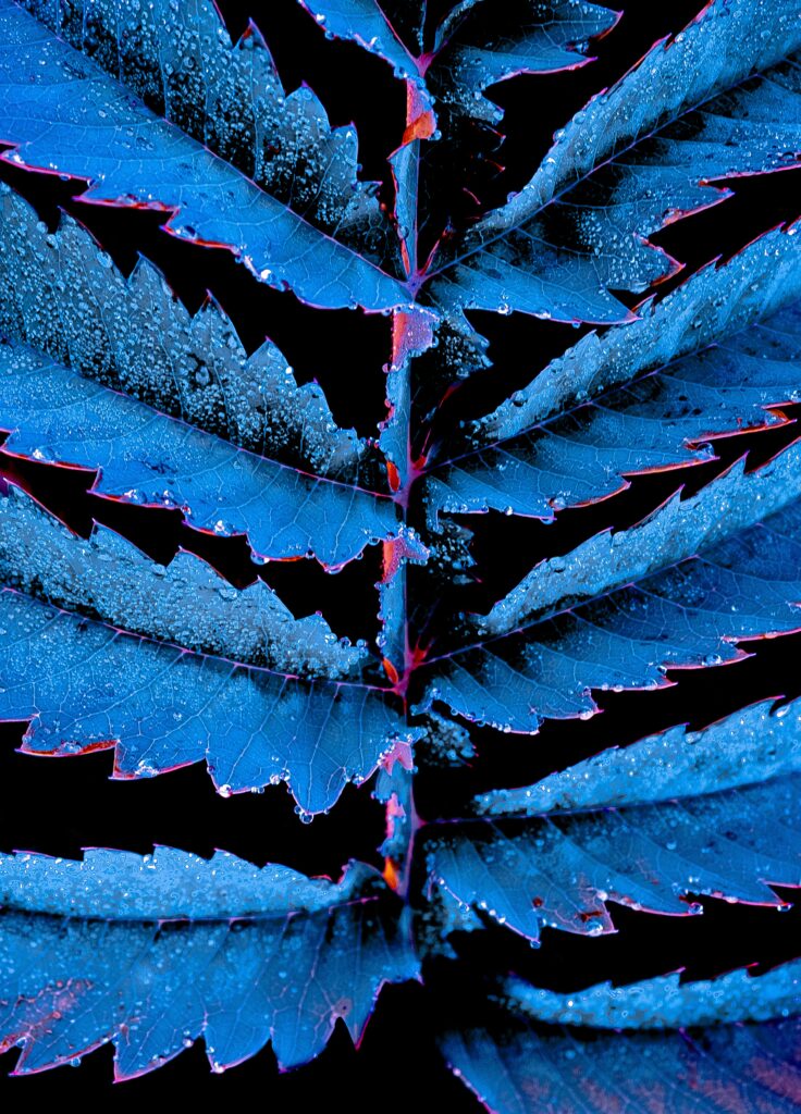 Mesmerizing Blue Plant Leaf Wallpaper with Water Drops and Carved Edges
