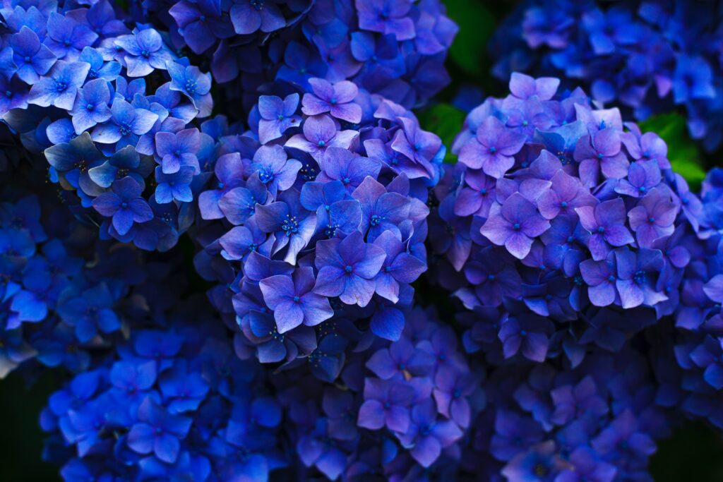 Vibrant Blue & Purple Hydrangea Inflorescences Background Wallpaper