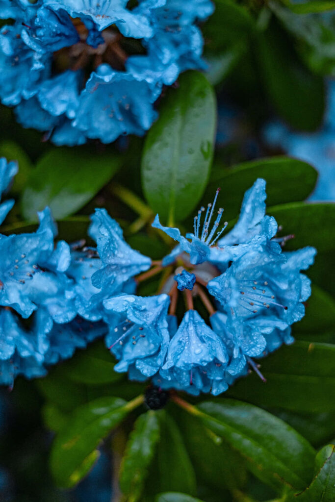 Vibrant Blue Rhododendron Wallpaper with Dewdrops & Green Leaves