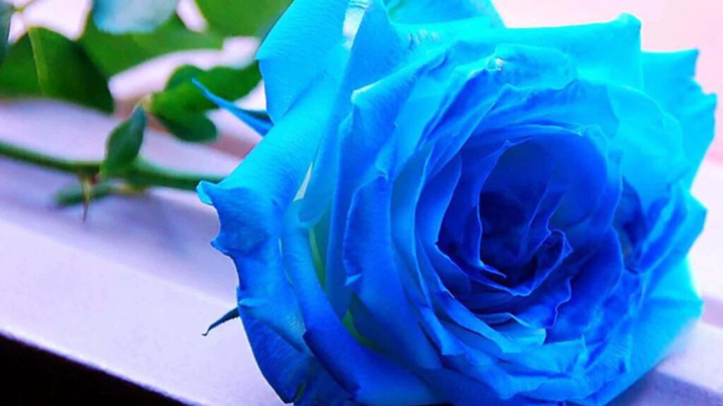 Vibrant Blue Rose on Smooth Surface – Fresh Floral Beauty Wallpaper