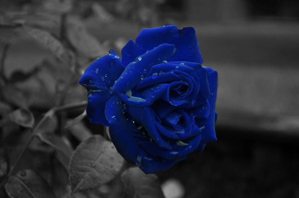 Vibrant Blue Rose Wallpaper on Contrasting Greyscale Background