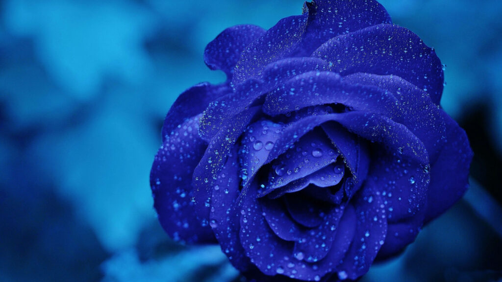 Close-Up of Vibrant Blue Rose with Water Droplets - 4K Background Wallpaper