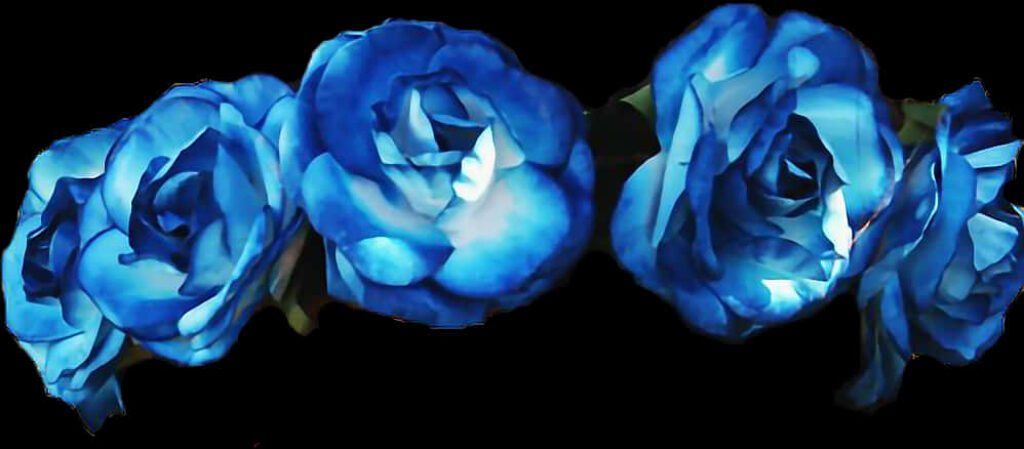 Vibrant Blue Roses Wallpaper on Sleek Black Background